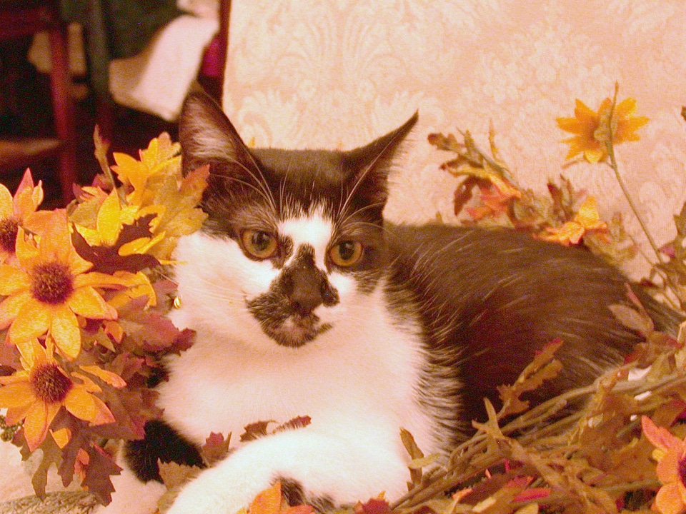 Autumn cat domestic