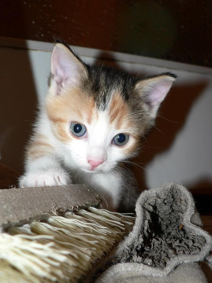 Kitten  