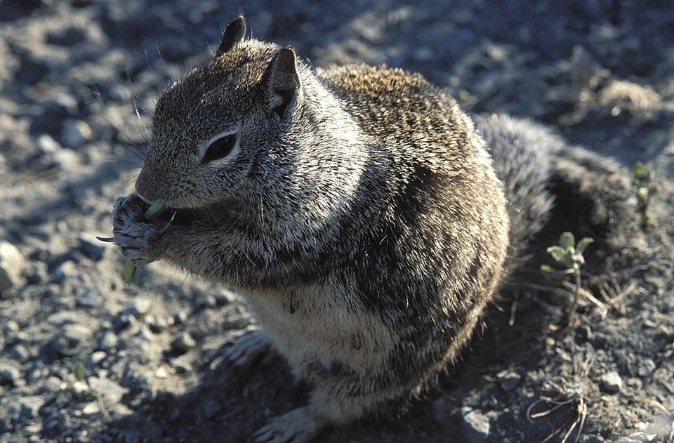 Background chipmunk Geomyidae rodentia