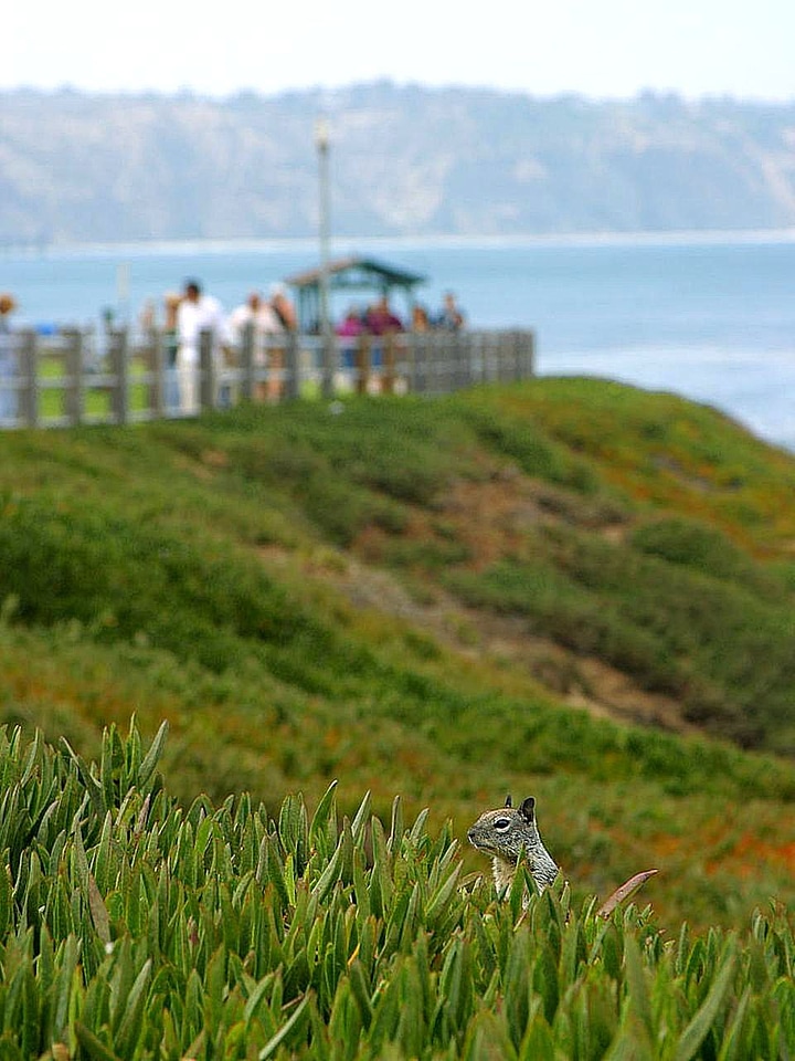 Array chipmunk photo