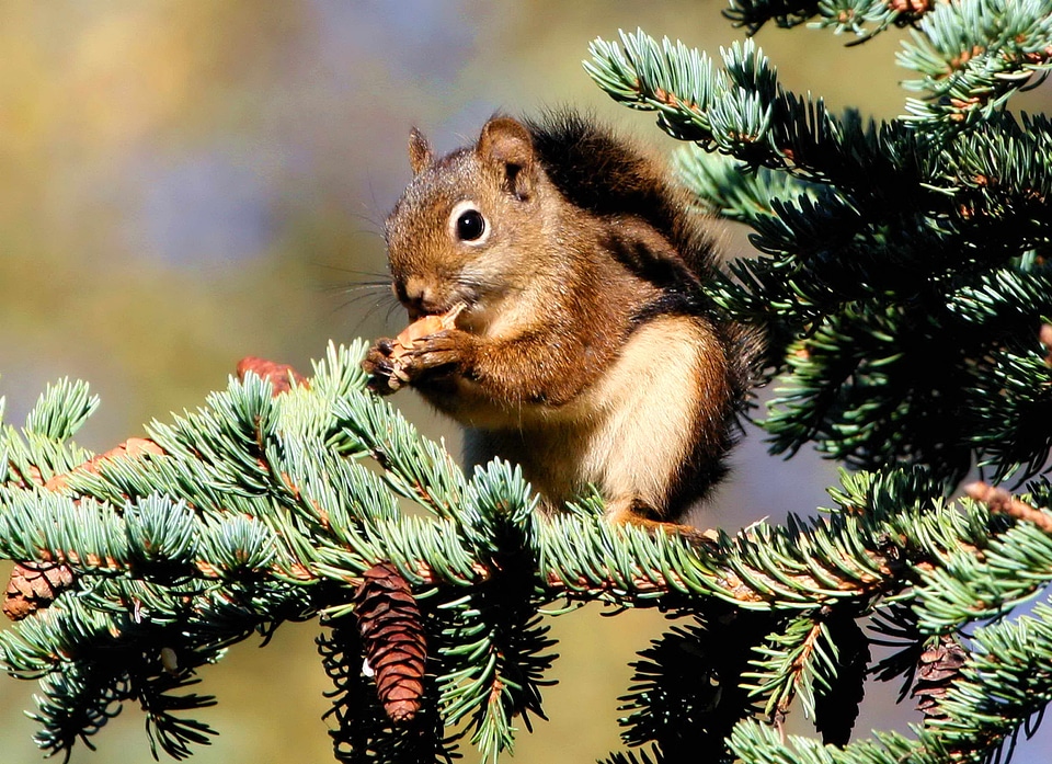 Chipmunk red red squirrel