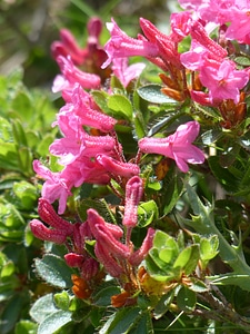 Pink rhododendron hirsutum rhododendron photo