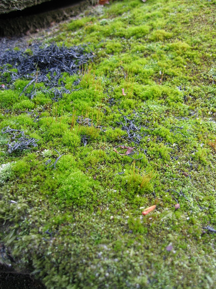 Macro detail green