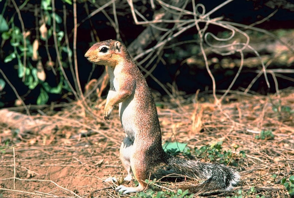 African chipmunk earth