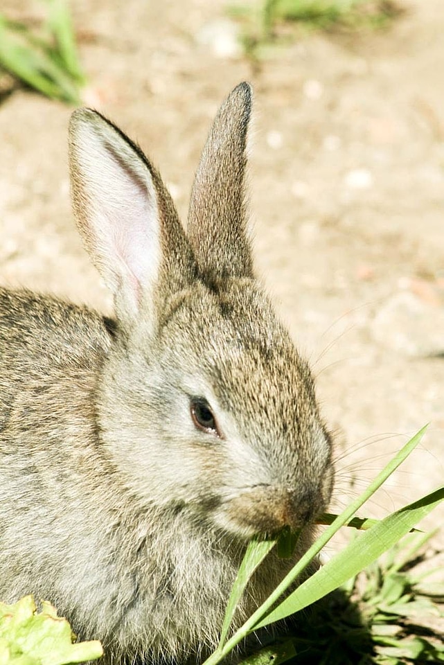 Bunny eat grass plants