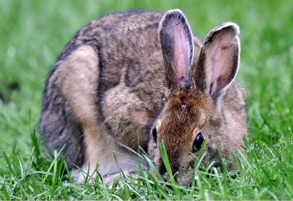 Eat grass plants mammal
