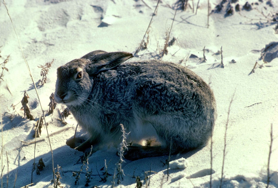 Bunny prairie white