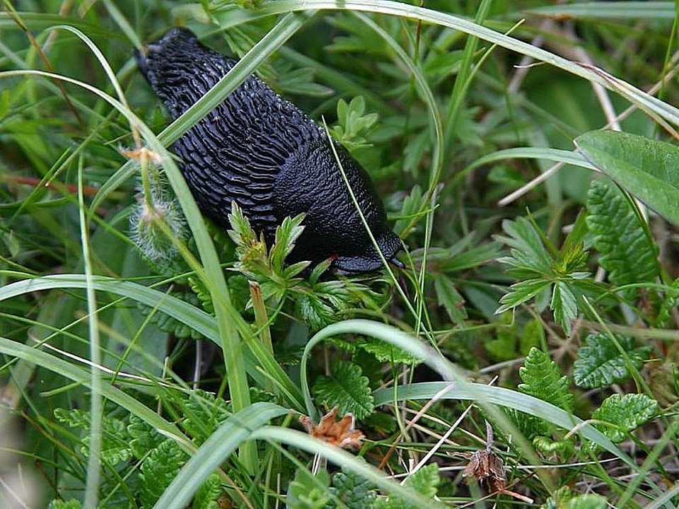 Auger black grass plants