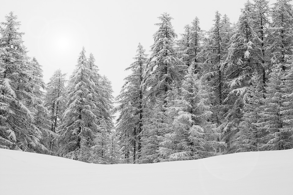 Nature winter snowy