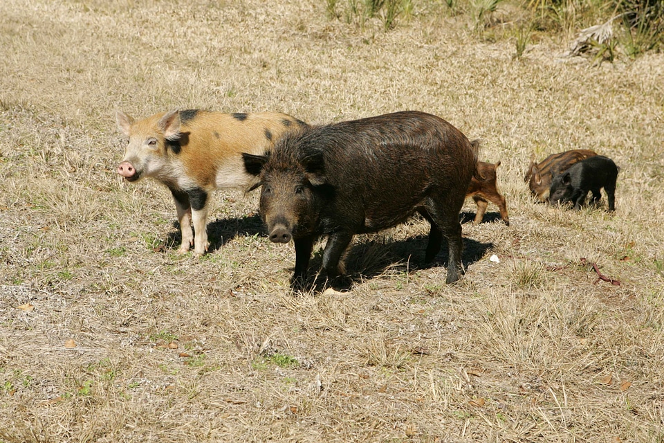 Family  