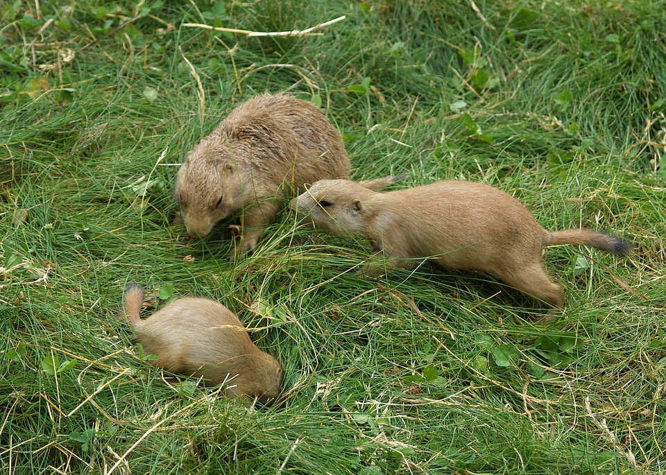 Cynomys Parvidens prairie stock