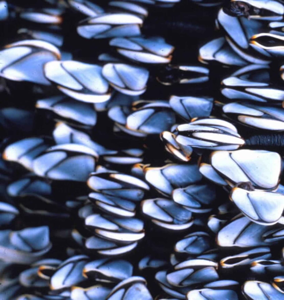 Barnacle gooseneck 