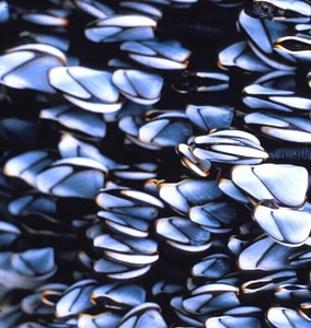 Barnacle gooseneck 