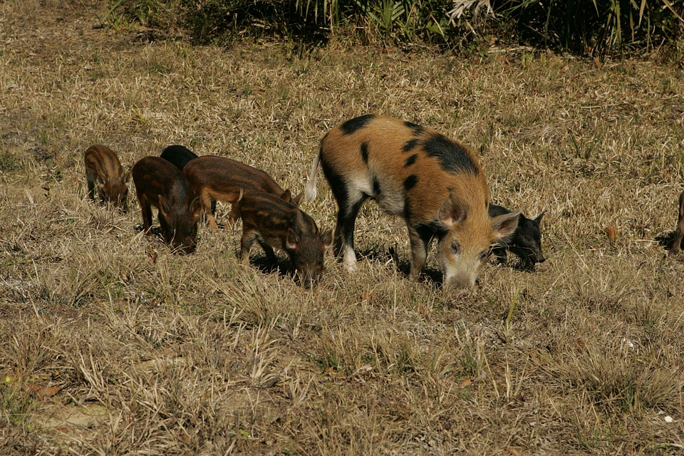 Boar female teenage