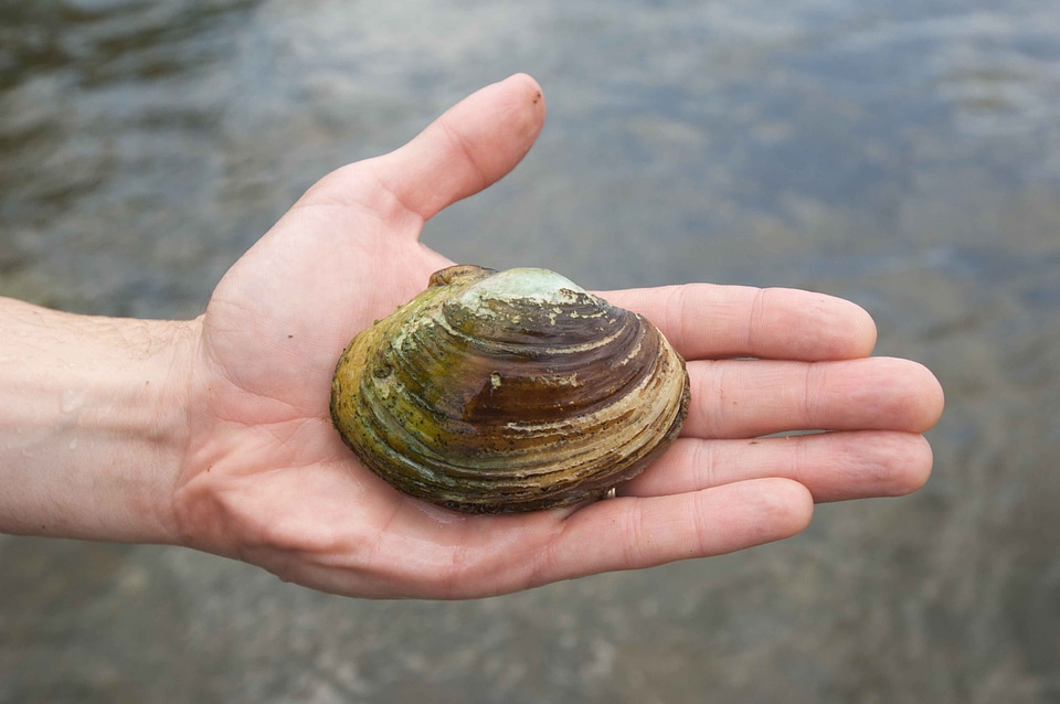 Clam freshwater mussel genus