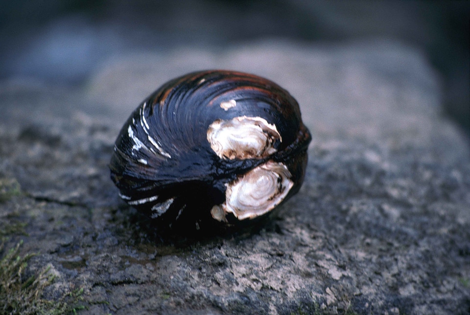 Clam close close-up