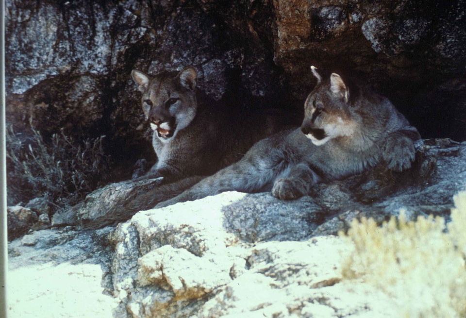 Animal cougar fauna