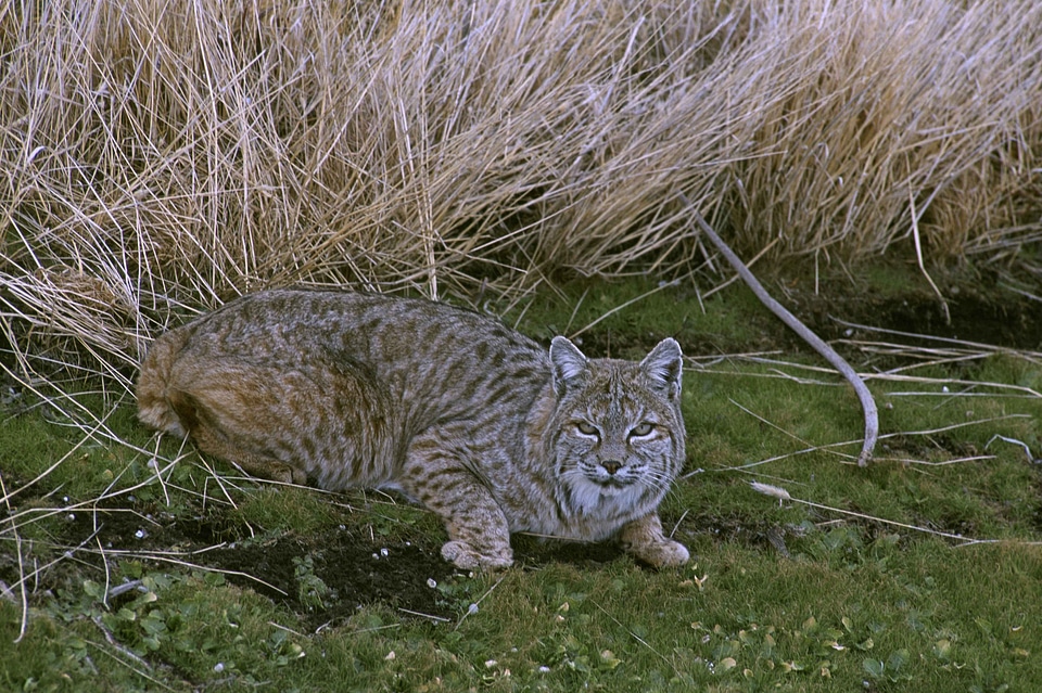 Lynx Rufus vegetation 
