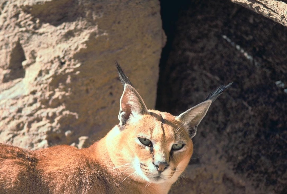 Caracal Caracal Felidae cat 