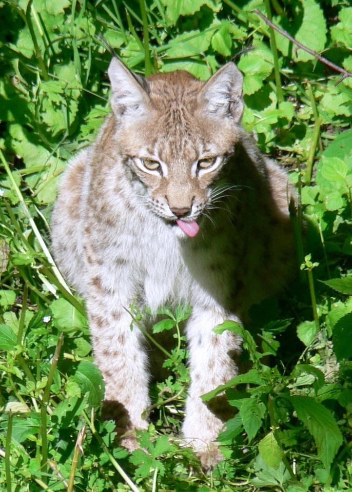 Lynx Rufus  