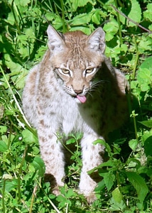 Lynx Rufus photo
