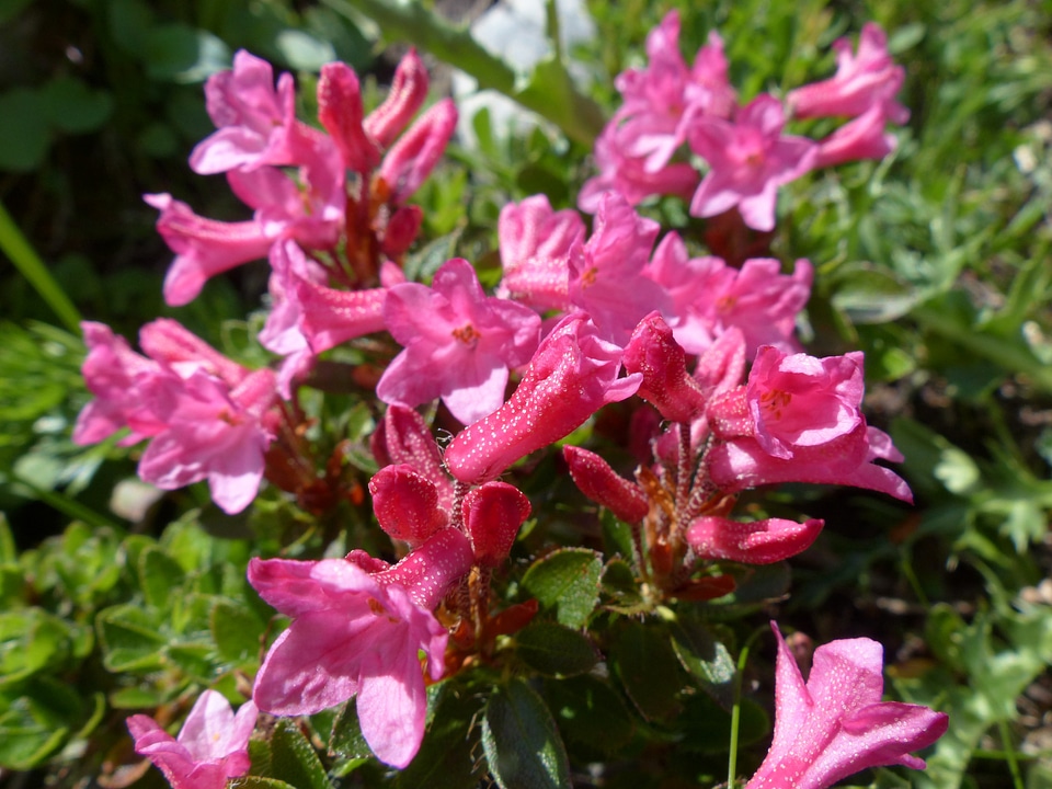 Pink rhododendron hirsutum rhododendron