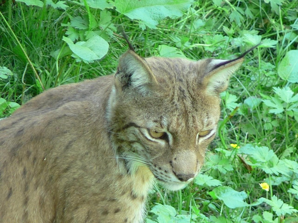 Animal Caracal caracal felidae cat