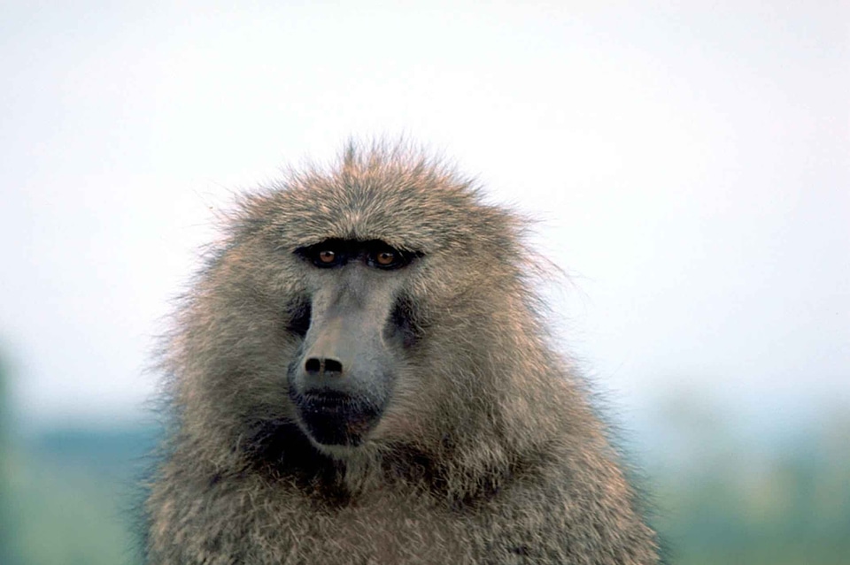 Animal baboon mammal