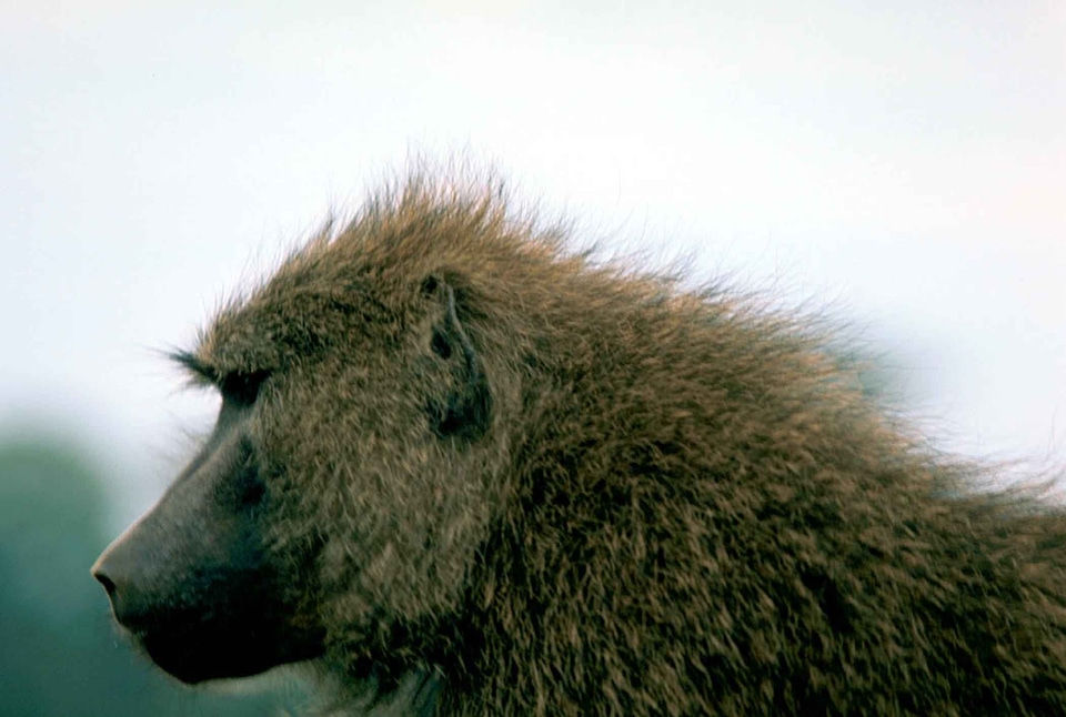 Africa animal baboon
