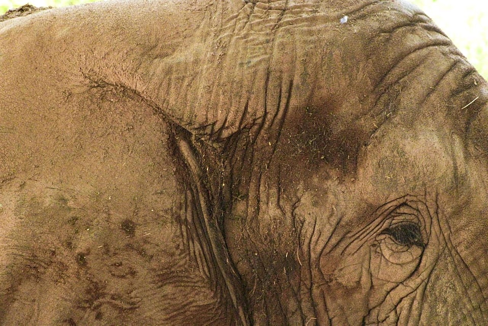 Close close-up elephant