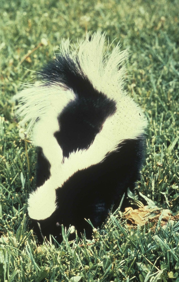 Back mephitis polecat