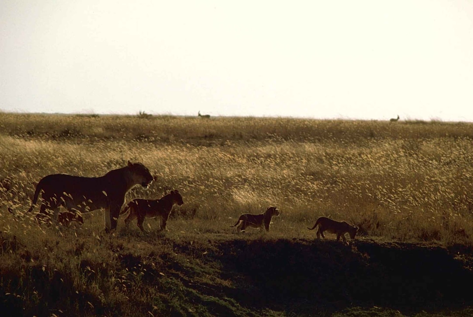 African sunset 