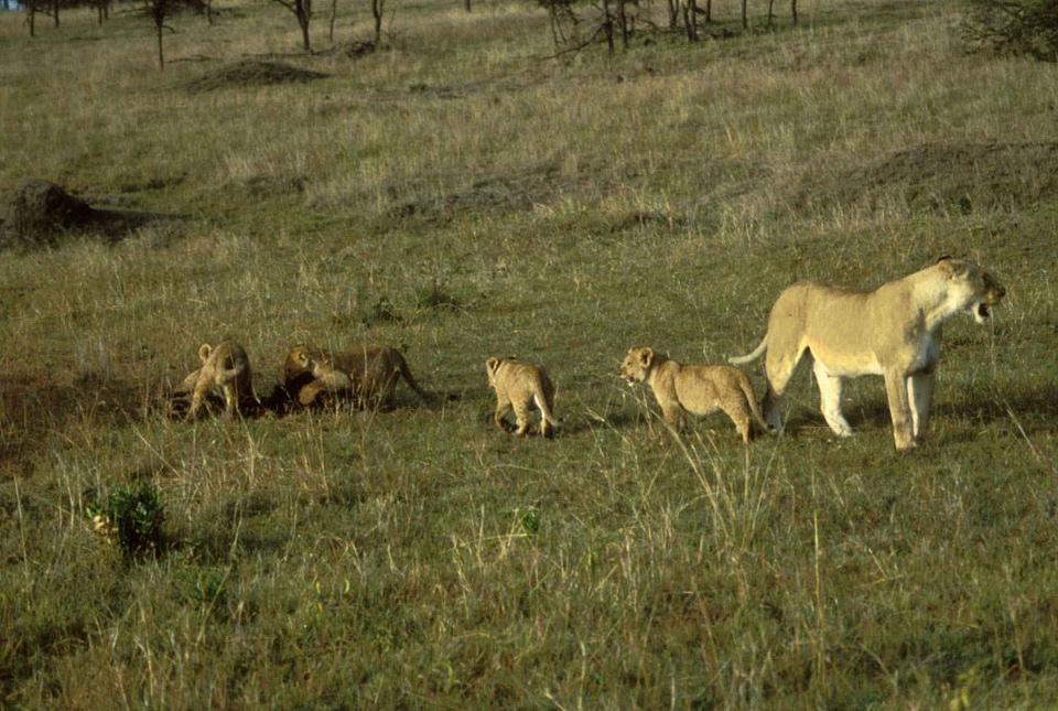 Female lion photo