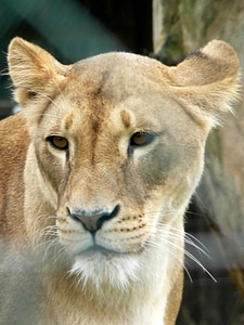 Face female lion photo