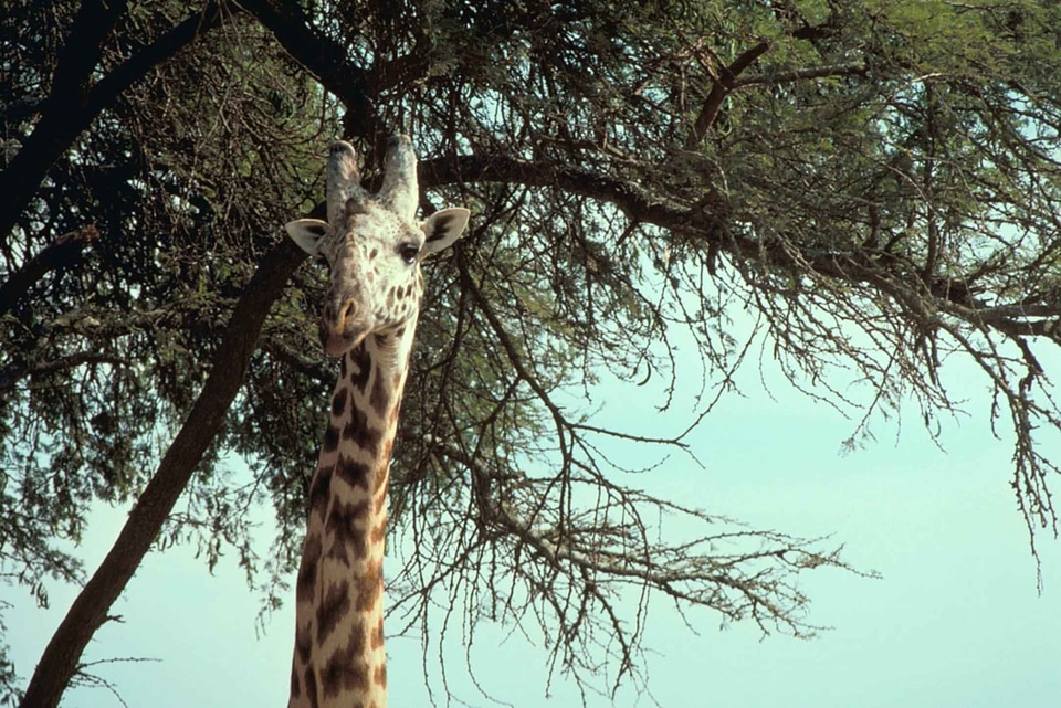 African animal giraffe