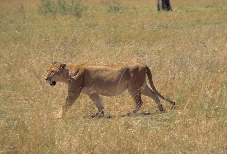African animal lion photo