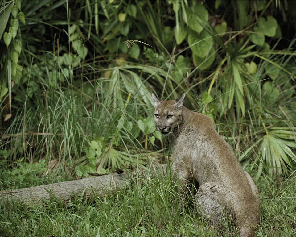 Panther puma 