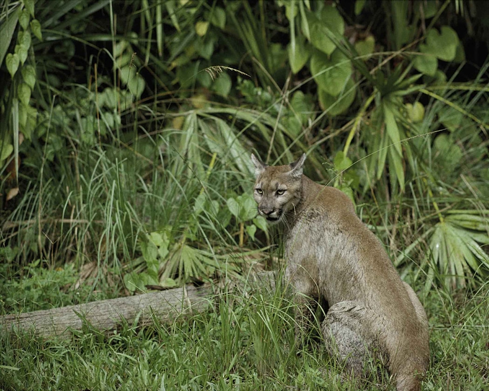 Panther puma photo