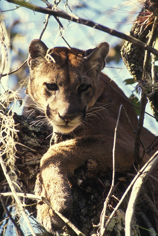 Animal panther puma