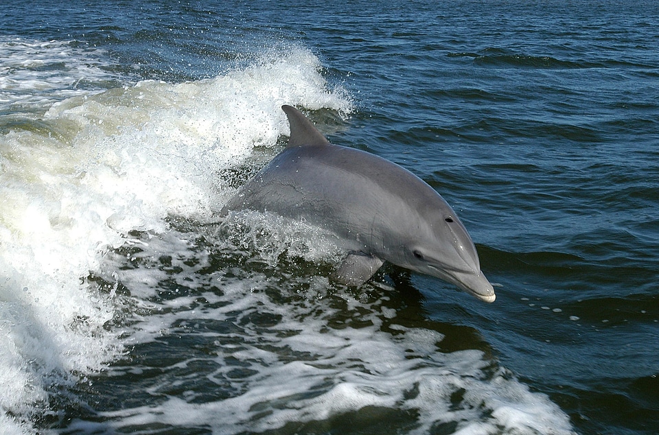 Dolphin Tursiops truncatus 