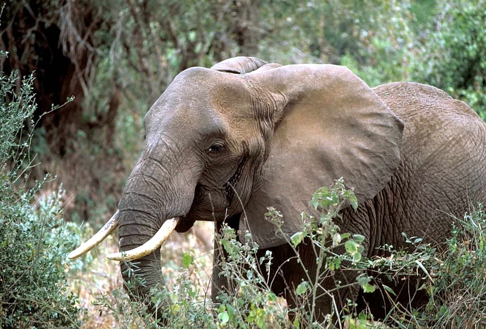 African elephant high resolution