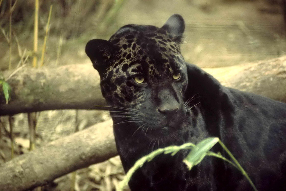Black jaguar mammal