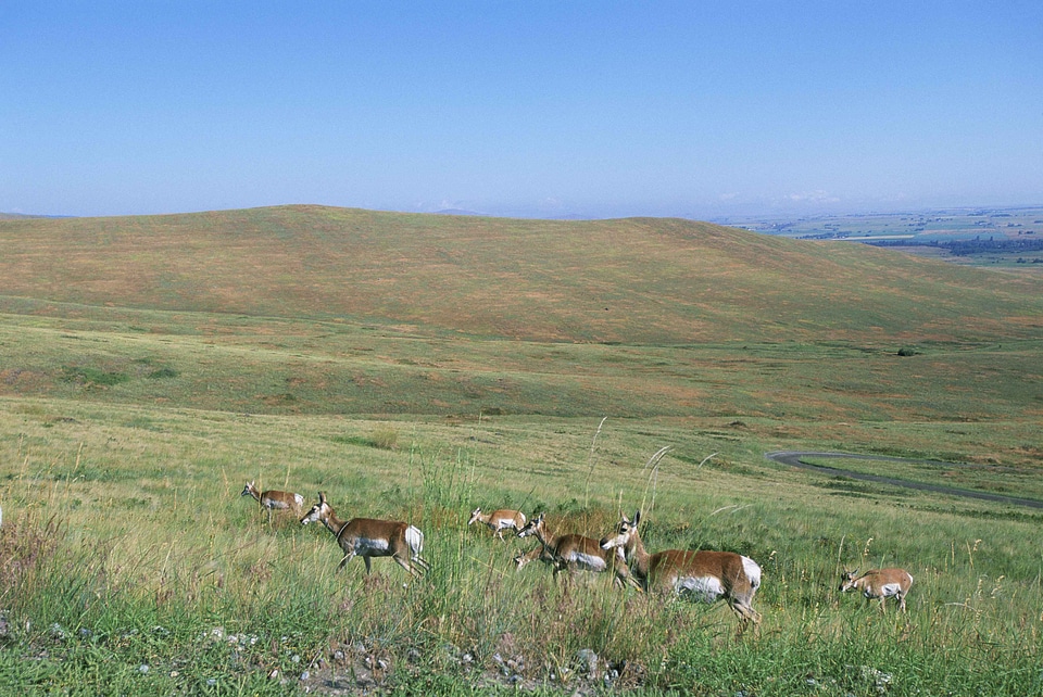 Antilocapra Americana forefront grazing