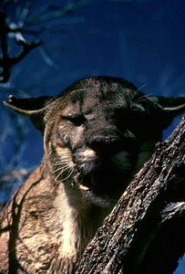 Animal chief panther photo