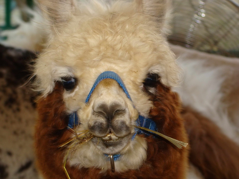 Alpaca animal face