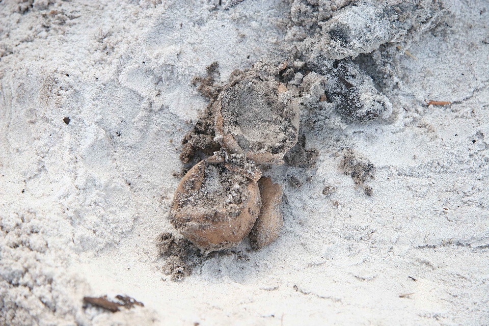 Excavation prior tortoise
