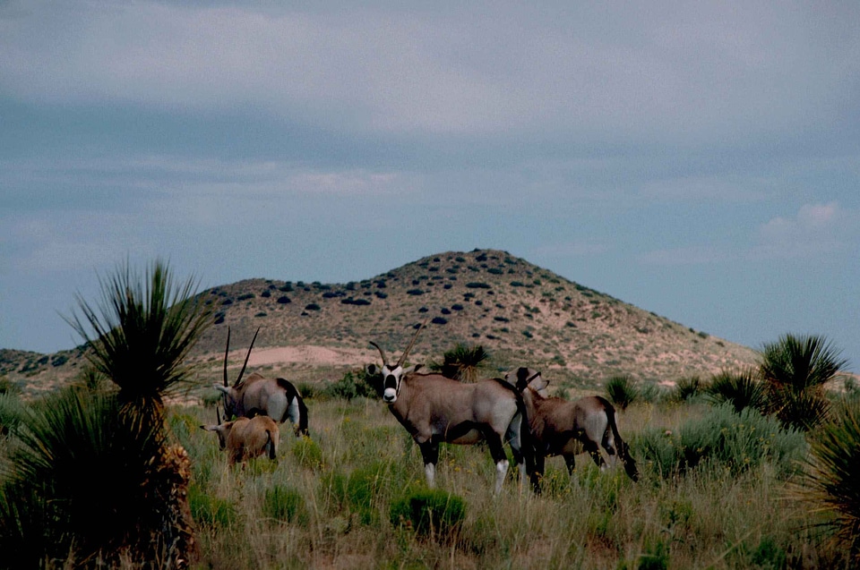 African mammal Oryx gazella