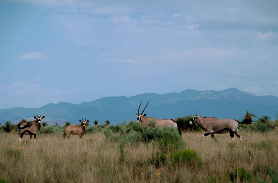 African mammal Oryx gazella