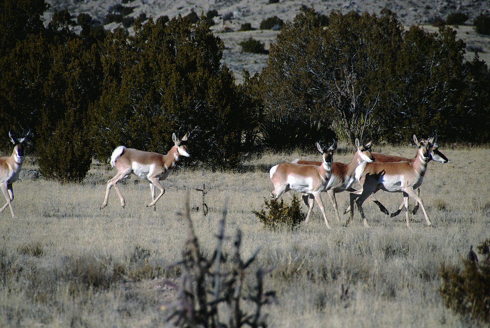 Group  