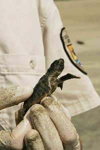 Biologist mare sea turtle